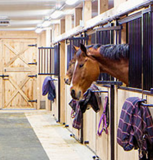 Centre Équestre Le Pré Vert-Fêtes d&