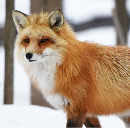 Zoo Ecomuseum-Fêtes d&