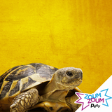 Fête Reptiles (Gatineau/Ottawa)