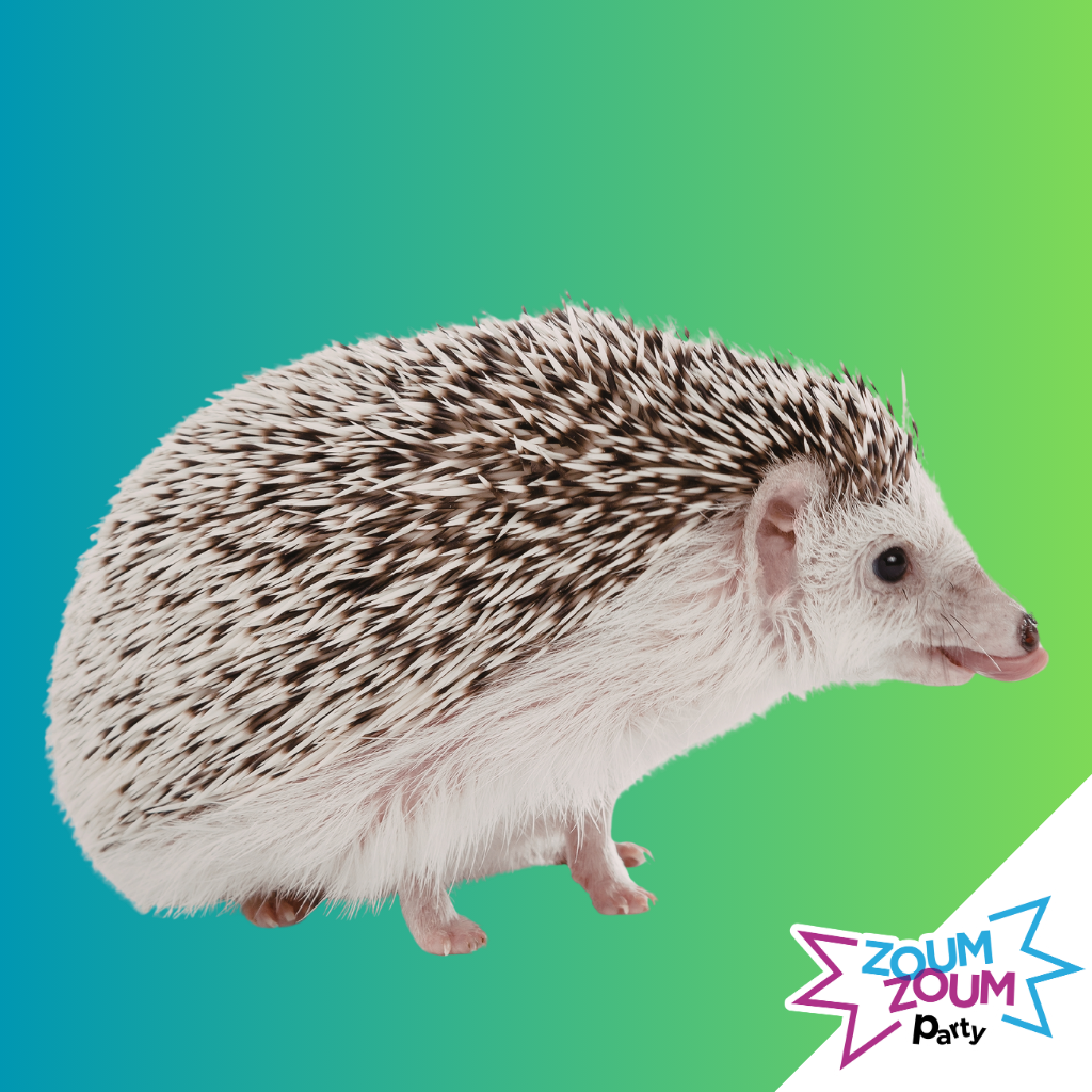 Fête Petits Animaux (Grand Montréal)